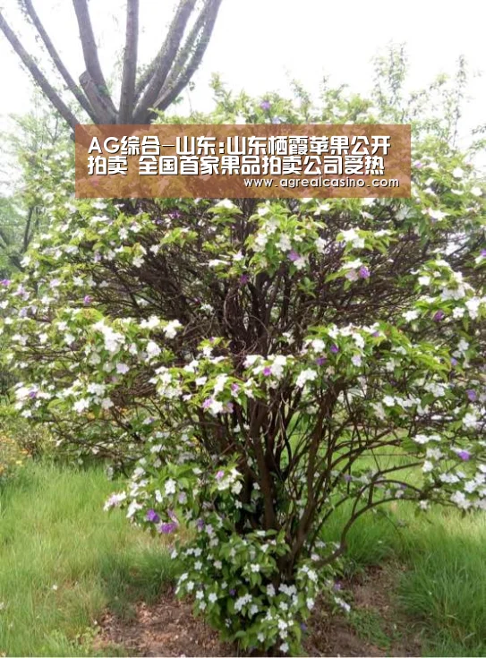 AG捕鱼